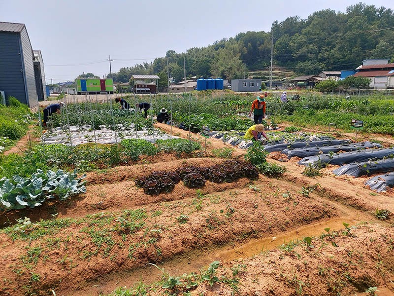 본량농협, 주말농장 선착순 분양 - 광주매일신문 본량농협, 주말농장 선착순 분양 - 광주매일신문